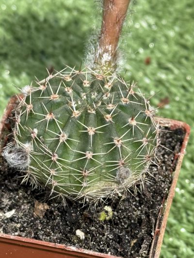 Echinopsis turbiflora (hybrid) червона квітка - Зображення 4