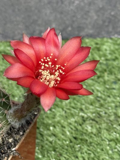 Echinopsis turbiflora (hybrid) червона квітка