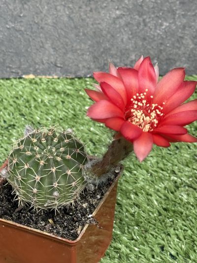 Echinopsis turbiflora (hybrid) червона квітка - Зображення 2