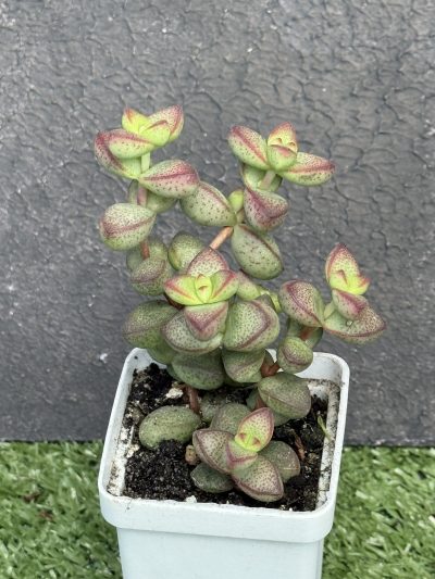 Crassula brevifolia - Зображення 3