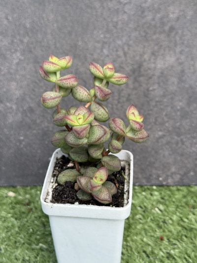 Crassula brevifolia - Зображення 2