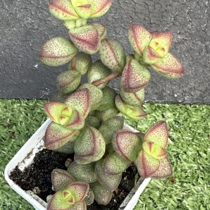Crassula brevifolia