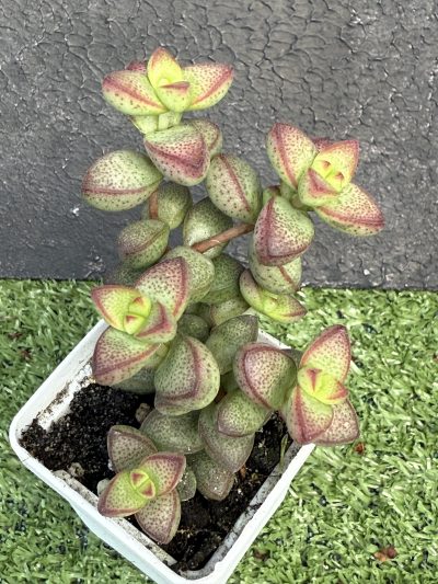 Crassula brevifolia
