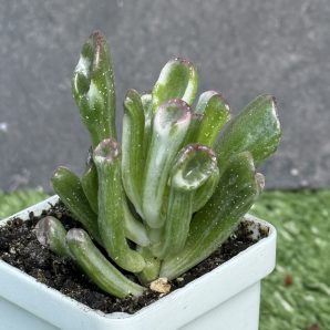 Crassula ‘Hobbit’ variegata