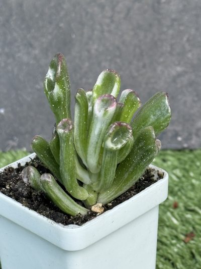 Crassula ‘Hobbit’ variegata