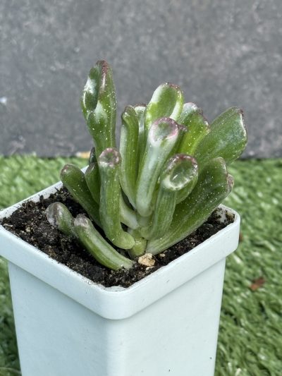 Crassula ‘Hobbit’ variegata - Зображення 3