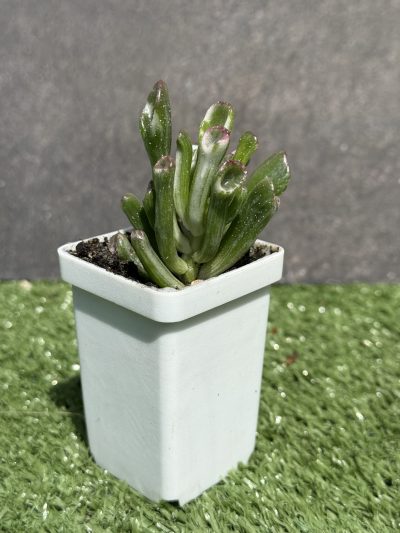 Crassula ‘Hobbit’ variegata - Зображення 2