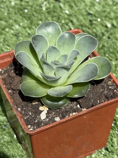 Greenovia Diplocycla - Зображення 2
