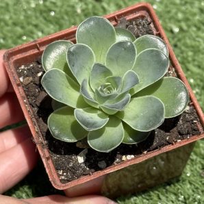 Greenovia Diplocycla
