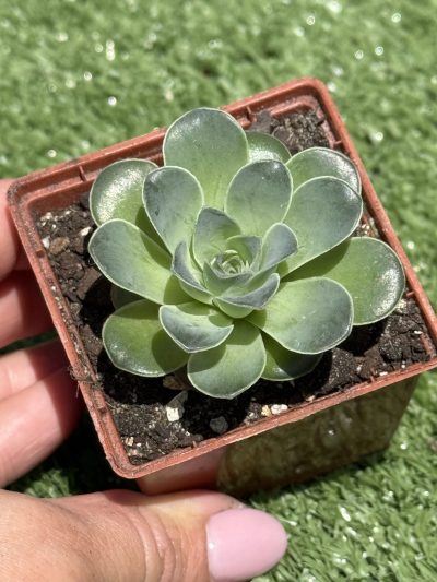 Greenovia Diplocycla