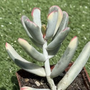 Cotyledon orbiculata var. flanaganii f. variegata
