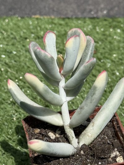 Cotyledon orbiculata var. flanaganii f. variegata