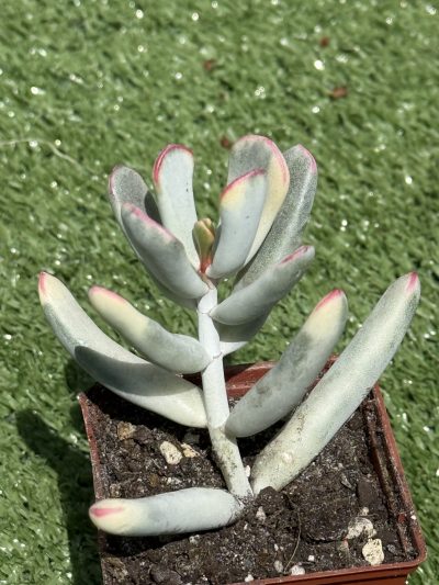Cotyledon orbiculata var. flanaganii f. variegata - Зображення 2