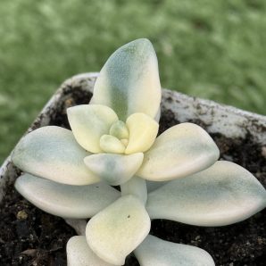 Sedum clavatum variegata