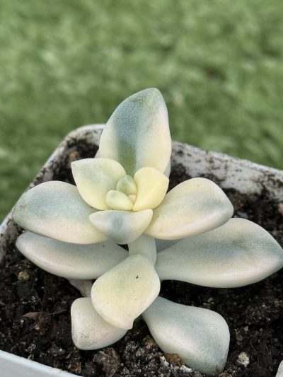 Sedum clavatum variegata