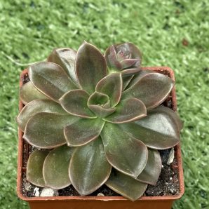Echeveria Melaco
