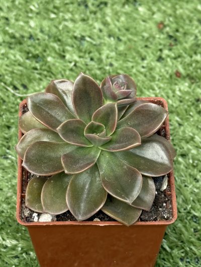 Echeveria Melaco