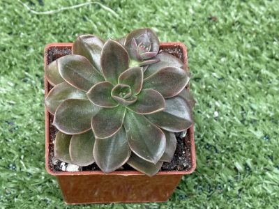 Echeveria Melaco - Зображення 2