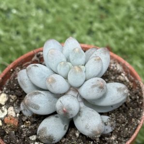 Pachyphytum machucae baby fingers