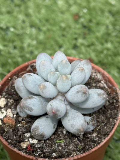 Pachyphytum machucae baby fingers
