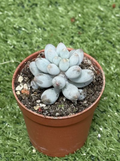 Pachyphytum machucae baby fingers - Зображення 2