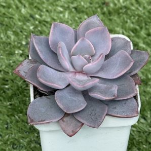 Echeveria Debbie