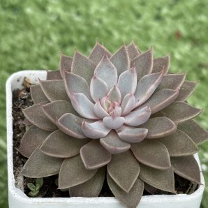 Graptopetalum rusbii