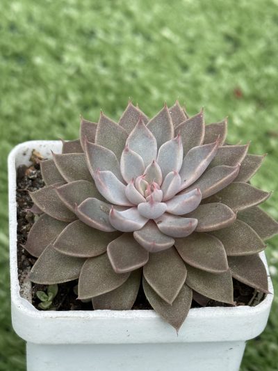 Graptopetalum rusbii