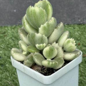 Cotyledon tomentosa variegata