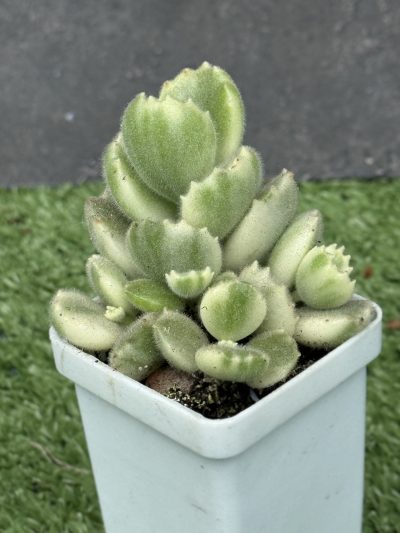 Cotyledon tomentosa variegata