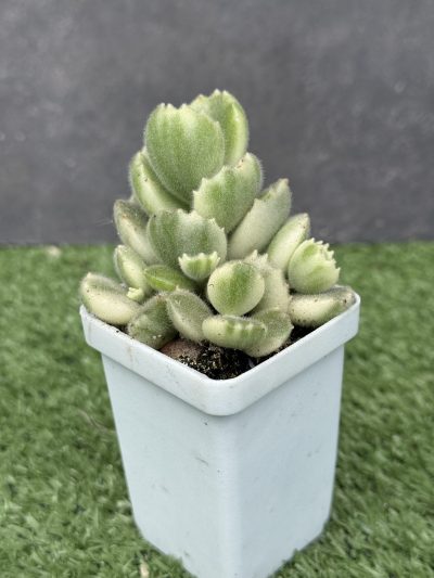 Cotyledon tomentosa variegata - Зображення 3