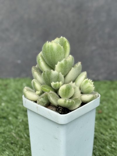 Cotyledon tomentosa variegata - Зображення 2