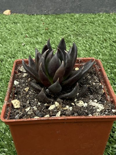 Echeveria Black Knight - Зображення 3