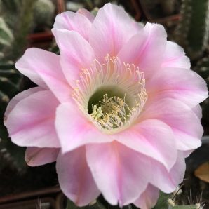невкорінена діточка Echinopsis 221 Sansibar, d = 2,0 см