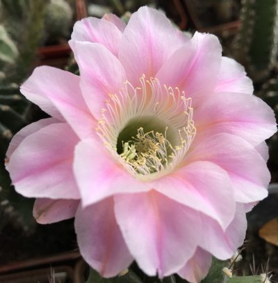 Echinopsis 221 Sansibar - Зображення 4