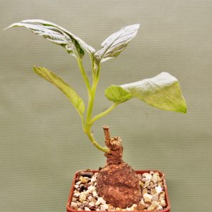 ipomoea-aff.-longituba-madibira-tanzania-1
