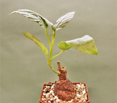 ipomoea-aff.-longituba-madibira-tanzania-1