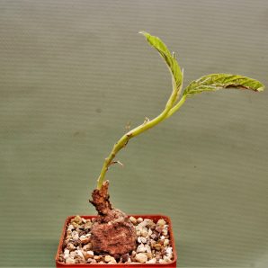 ipomoea-aff.-longituba-madibira-tanzania-2
