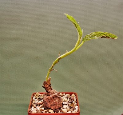 ipomoea-aff.-longituba-madibira-tanzania-2