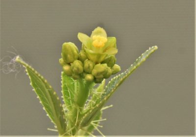 jatropha-af.prunifolia-zambia-1 - Зображення 2