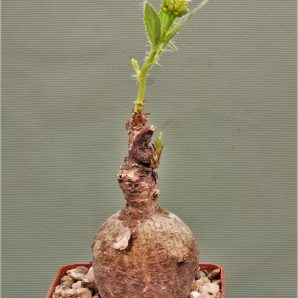 jatropha-af.prunifolia-zambia-1