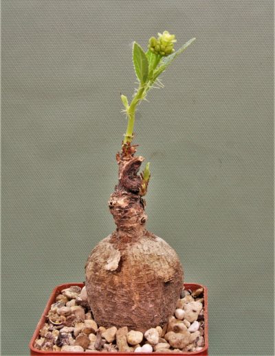jatropha-af.prunifolia-zambia-1