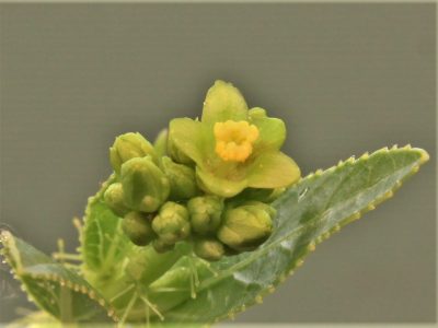 jatropha-af.prunifolia-zambia-2 - Зображення 2