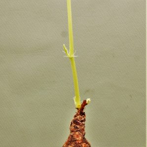 jatropha-af.prunifolia-zambia-2