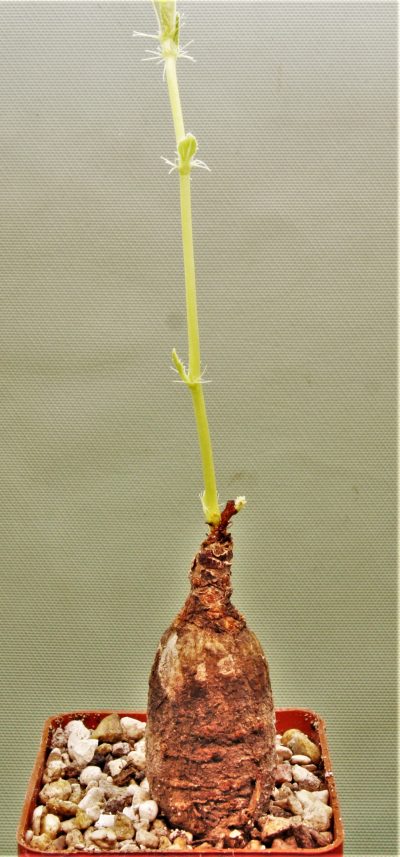 jatropha-af.prunifolia-zambia-2
