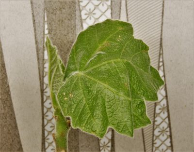 jatropha-andrieuxii - Зображення 2
