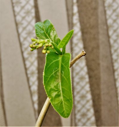 Jatropha-variifolia-rm-194-2 - Зображення 2