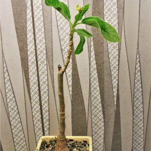 jatropha-variifolia-rm-194.-1.