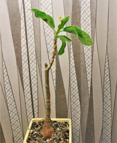 jatropha-variifolia-rm-194.-1.