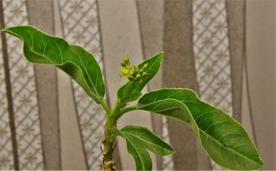 jatropha-variifolia-rm-194.-1. - Зображення 2